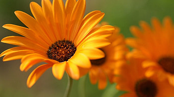 Flowers, Gerberas, Close-Up HD wallpaper