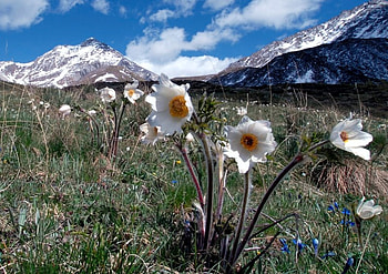 Spring Flowers in Tatra Mountains, Poland, plants, blossoms, landscape, clouds, sky HD wallpaper