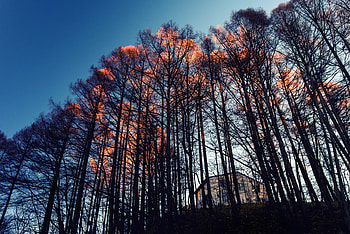 Nature, Trees, Forest, House, Evening HD wallpaper