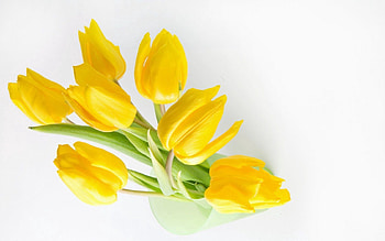 Flowers, Tulips, Bank, Shine, Light, Jar HD wallpaper