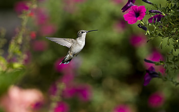 Captivating creature, Striking colors, Elegant flier, Unique bird HD wallpaper