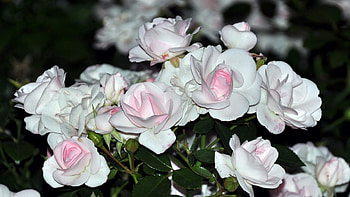 Soft White Roses, soft, delicate, flowers, roses HD wallpaper