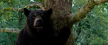 Cocaine Bear - Intense Forest Backdrop, movie, Cocaine Bear HD wallpaper