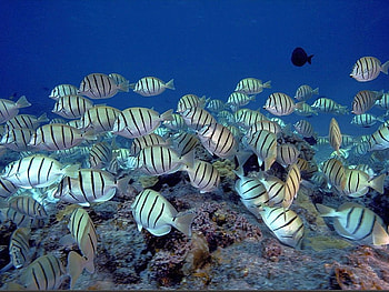 school of convict tang, cool, , school-of-convict-tang HD wallpaper