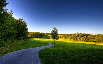Landscape, Nature, Grass, Summer, Wood, Forest, Tree, Greens, Shadow, Track, Expanse, Open Spaces, Reserve HD wallpaper