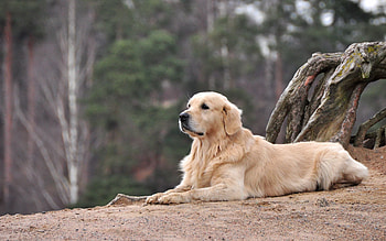 Animals, To Lie Down, Lie, Dog, Beautiful, Labrador HD wallpaper