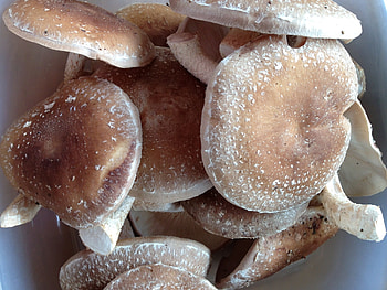 Shiitake mushrooms, Farm fresh, Preserving, Shiitake HD wallpaper