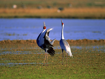 *** CRANES ***, zwierzeta, ptaki, jezioro, zurawie HD wallpaper