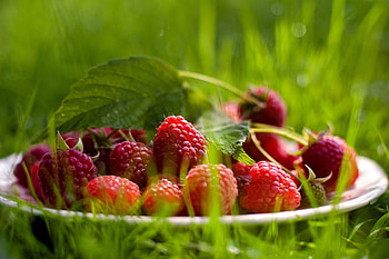 Food, Grass, Raspberry, Berry, Plate HD wallpaper