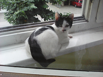 kitten on window, outdoor, kitten, cute, window HD wallpaper