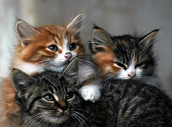 3 sweet brothers, animal, kitten, cat, brother, feline, pet HD wallpaper