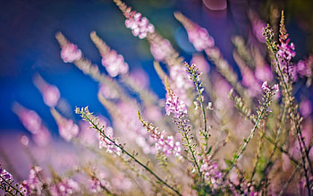 Flowers, Grass, Macro, Glare, Polyana, Glade HD wallpaper