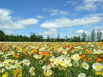spring field, sky, flowers, spring, field HD wallpaper