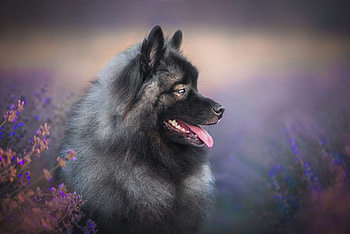 Dog, animal, puppy, wag HD wallpaper