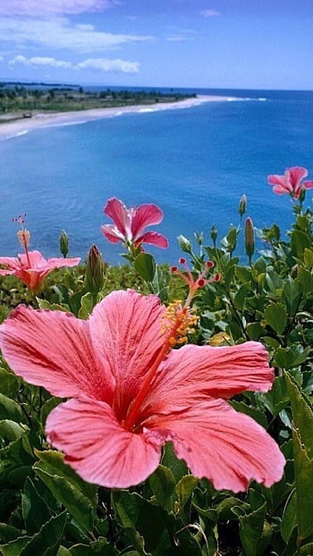 Flower arrangements, Floral beauty, Nature's wonders, Colorful blooms HD phone wallpaper