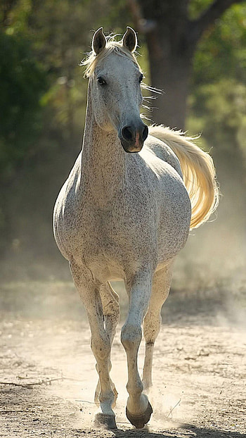 White Beautiful Horse, white beautiful, horse HD phone wallpaper