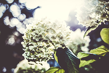 Flowers, Bush, Light, Petals, Light Coloured HD wallpaper