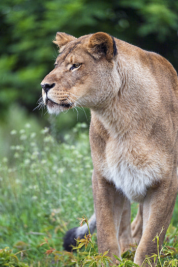 Animals, Predator, Big Cat, Sight, Opinion, Lioness, Wildlife HD phone wallpaper