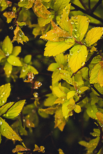 Leaves, Drops, Macro, Branches, Dew HD phone wallpaper