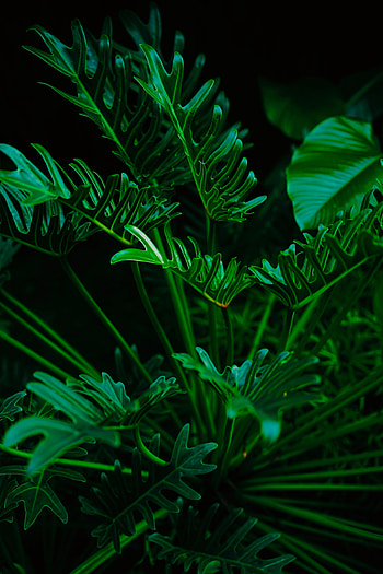 Leaves, Plant, Macro, Exotic HD phone wallpaper
