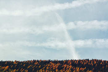 Yellow green trees, sky, forest HD wallpaper