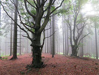 Nature, Autumn, Wood, Tree, Foliage HD wallpaper