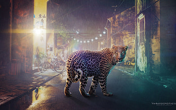 Night Leopard, night, leopard, creative, graphics HD wallpaper