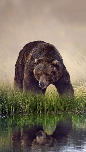 Grizzly Bear, Brown and black bear, American wildlife, Nature's marvel HD phone wallpaper
