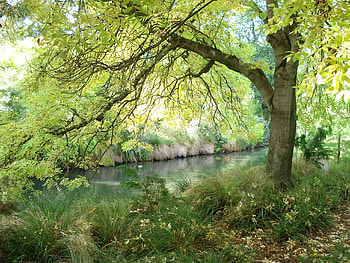Nature, Trees, River HD wallpaper