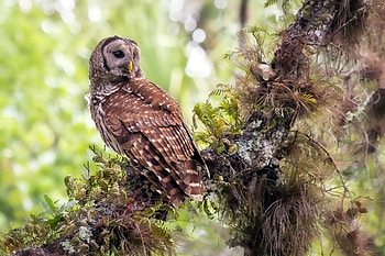 Animals, Grass, Owl, Bird, Predator HD wallpaper