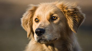 Animals, Dogs HD wallpaper