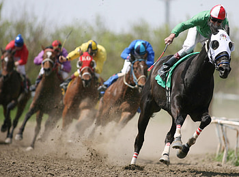 Racehorse , Speed and power, Thoroughbred champion, Equine beauty HD wallpaper