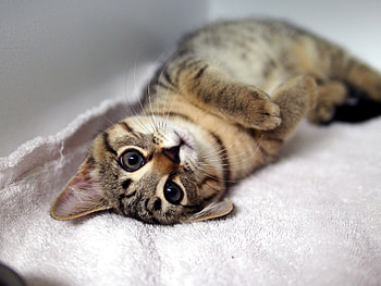 Animals, Cat, Lies, Kitty, Kitten, Muzzle, Striped, Mustache, Moustache, Paws HD wallpaper