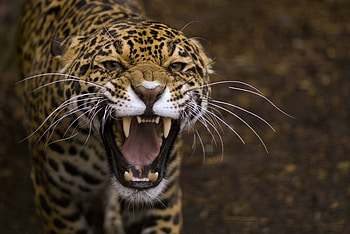 Animals, Jaguar, Aggression, Grin, Muzzle, Predator, Anger HD wallpaper