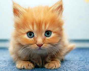 Kitten, cats, kitties HD wallpaper