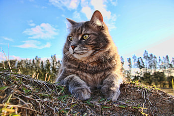 Cat , cat, animals, graphy, r HD wallpaper