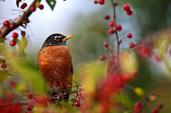 Animals, Bird, Sit, Branch, Color, Berry HD wallpaper