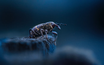 Beetle, animal, graphy, insect HD wallpaper