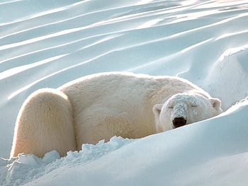 Animals, Snow, Fat, Thick, Dream, Sleep, Polar Bear HD wallpaper
