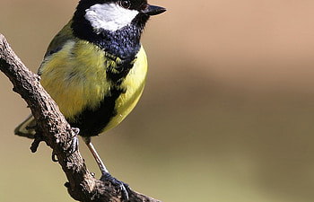 Great Tit, tit, great, bird, male HD wallpaper