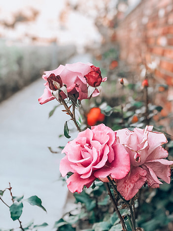 Flowers, Pink, Flower, Rose Flower, Rose, Bud, Stalk, Stem HD phone wallpaper