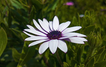 Flower, bloom, close up HD wallpaper
