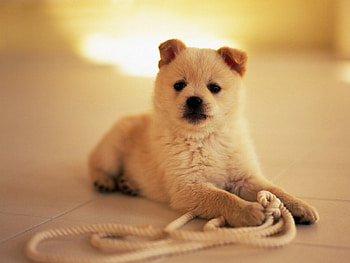 Dog, sweet, pay, dogs, puppies, cute, beautiful, beauty, playful, playful dog, puppy, dog face, pretty, animals, face, bubbles, lovely HD wallpaper