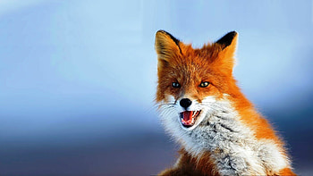 Fabulous foxes, Wonderful wolves, Captivating wildlife, Nature's wonders HD wallpaper
