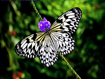 Purple White Butterfly, animal, purple, wings, white, butterfly, insects, flowers HD wallpaper