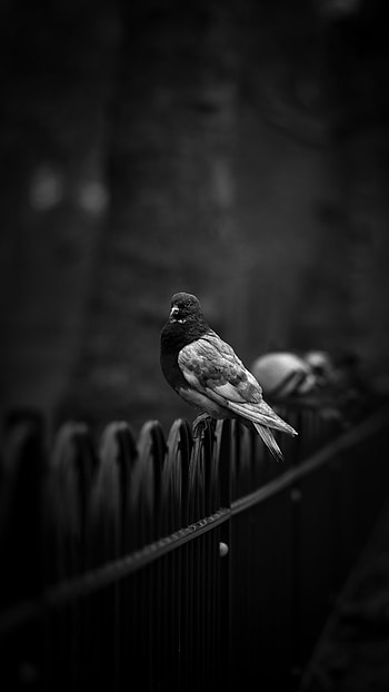 Black And White, Dove HD phone wallpaper