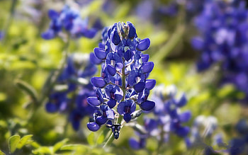 Stunning bluebonnet , Nature's masterpiece, Texas wildflowers, Blue hues HD wallpaper