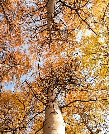 Nature, Trees, Sky, Autumn, Branches HD phone wallpaper