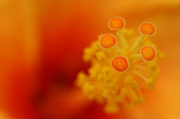 Flower, Macro, Close-Up, Stamens HD wallpaper