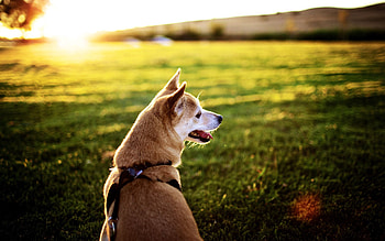 Animals, Sunset, Grass, Sit, Dog, Relaxation, Rest, Language, Tongue HD wallpaper